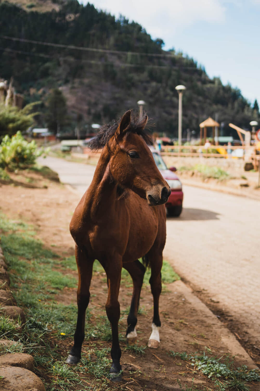 Animal3-e1659335108410.jpg